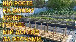 МІЙ ЛЮБИЙ ГОРОД ДЕ ВСЕ ГАРНО РОСТЕ🍅🫑#огородгдевсерастет #огородничество#овощи#помидоры#огурцы#томаты