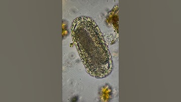 Soil Rehabilitation by Inoculation #regenerative #soil #microbes #compost