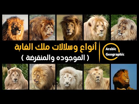 فيديو: أين يعيش الأسد؟ الأنواع ومنطقة توزيع الحيوانات