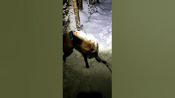 Malinois Dragging Stick Covers Owner In Snow ViralHog 