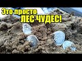 Место стоянки ЗОЛОТОЙ ОРДЫ! Лесной коп зимой 2020