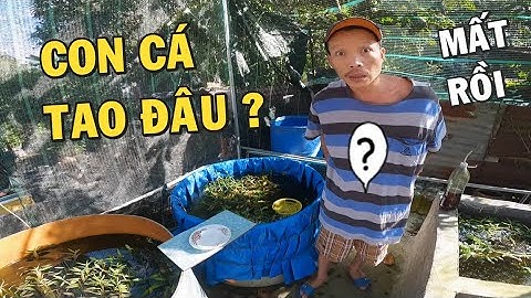 Thử giấu con cá Betta Giant Chúa xem phản ứng ông chủ trại cá