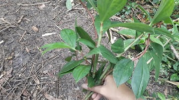 Thảo dược quanh ta. Tác dụng chữa bệnh của cây cát lồi.