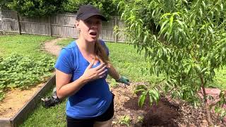 Planting Melons in July and Talking About The Fall Garden by Gardens and Grace 102 views 8 months ago 20 minutes