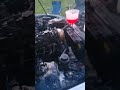 is200 sound after engine rebuild #is200 #automobile