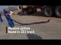 Massive python found in zz2 truck in tzaneen