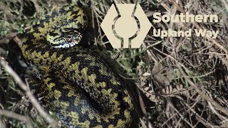 Adders - Scotland's only snakes. What to do when you see an an Adder while walking in Scotland