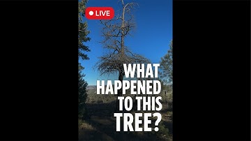 LIVE Carving on the Mountain What’s Hidden in This Log?