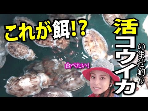 のませ釣り船 明石でイカを餌にブリを釣る Youtube のませ釣り船 明石でイカを餌にブリを釣る Youtube