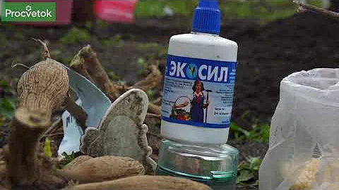КАК ПРАВИЛЬНО РАЗДЕЛИТЬ И ПОСАДИТЬ КЛУБНИ ГЕОРГИН, чтобы получить ПОЛНОЦЕННЫЕ ЦВЕТЫ ЛЕТОМ?!