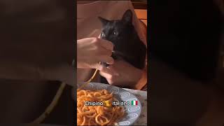 Кот итальянец!😺🍝#shorts