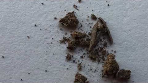 SOIL UNDER A MICROSCOPE!| 🌲