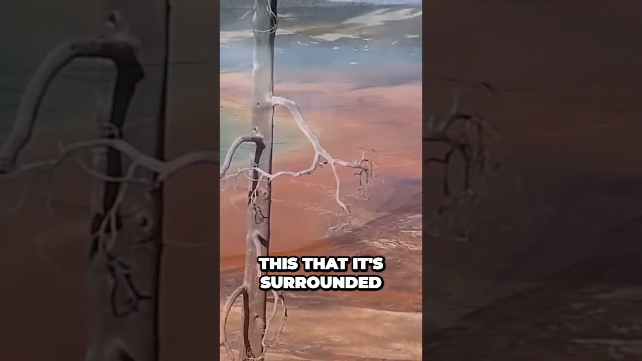 The Spectacular Colors of Grand Prismatic Spring Natures Hot Springs Masterpiece