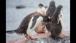 antarctica slideshow