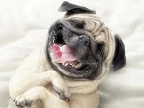 29+ Gambar anjing terlucu update 