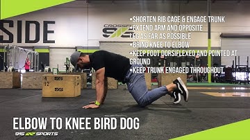 Elbow to knee bird dog - 915 sports Demo