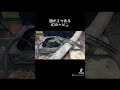 頭が２つある幻のヘビ🐍✨