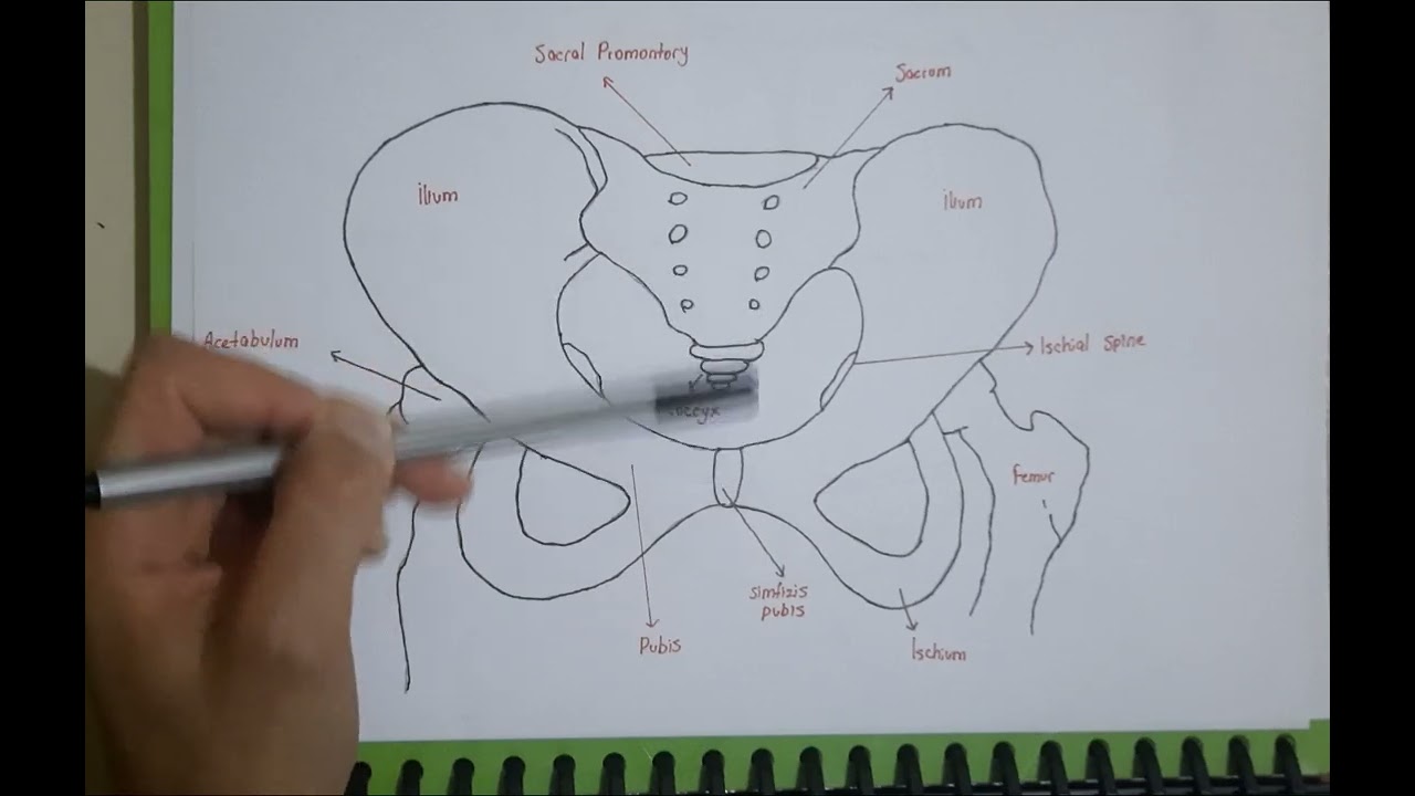 Pelvis Kemikleri ve Fetüs Başı Kemikleri