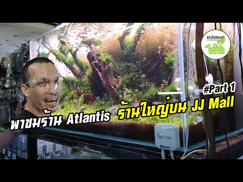 #Part1 โซนไม้น้ำ ร้าน Atlantis ร้านไม้น้ำร้านใหญ่บน JJ Mall สวนจตุจักร | ชาวร็อคบอกไม้น้ำ