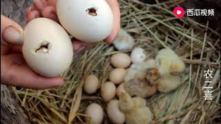 农村刚孵出来的小鸡原来是这样子，太可爱，心都快被它萌化了！