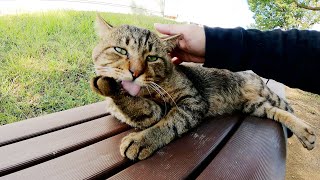 手のひらの一部を失ったキジトラ猫が可愛いポーズで甘えてきた
