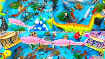 Động Vật Dễ Thương,Cá Mập,Cá Heo,Cá Chép,Cá Koi,Cá Đuối,Cua,Tôm,Ghẹ,Chim,Bọ Ngựa,Chuồn Chuồn,Animas