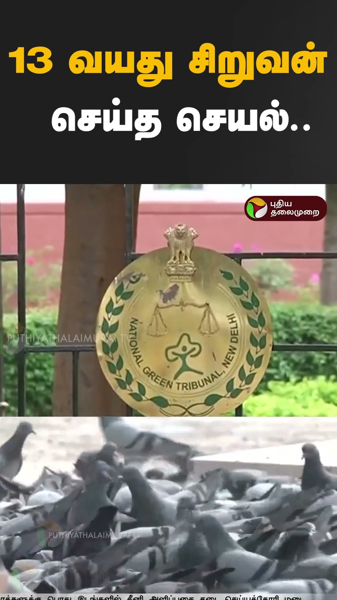 13 வயது சிறுவன் செய்த செயல்.. #Shorts #pigeon