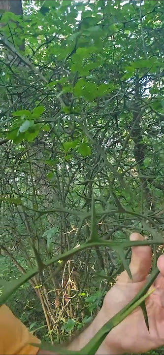 Biggest Thorns Ever? 'Flying Dragon Fruit' #shorts #outdoorlore #nature #thorns #trailcamera