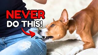 7 Things That RUIN THE BOND with Your Dog by Dog Talks 2,004 views 2 weeks ago 4 minutes, 25 seconds