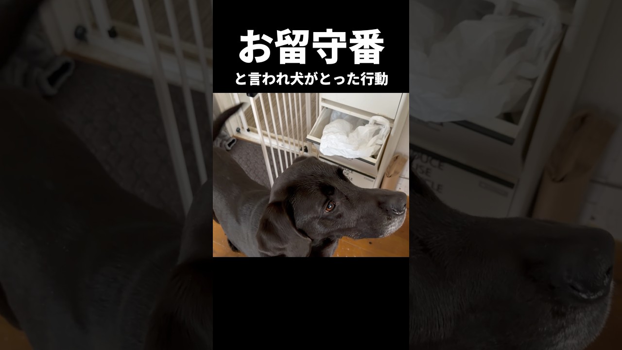 お留守番と言われて犬がとった行動は？