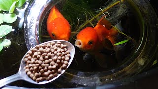 Feeding my Goldfish (part 2) | INDOOR MINI POND