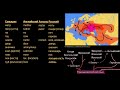 Связь санскрита с европейскими языками (видео 19) | Древний мир | Всемирная История