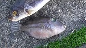 針を刺すと破裂しそうなほど お腹がパンパンに膨れたフグ それでも海へ返すと瞬時に元に戻り 一瞬で姿を消します お見事 Youtube