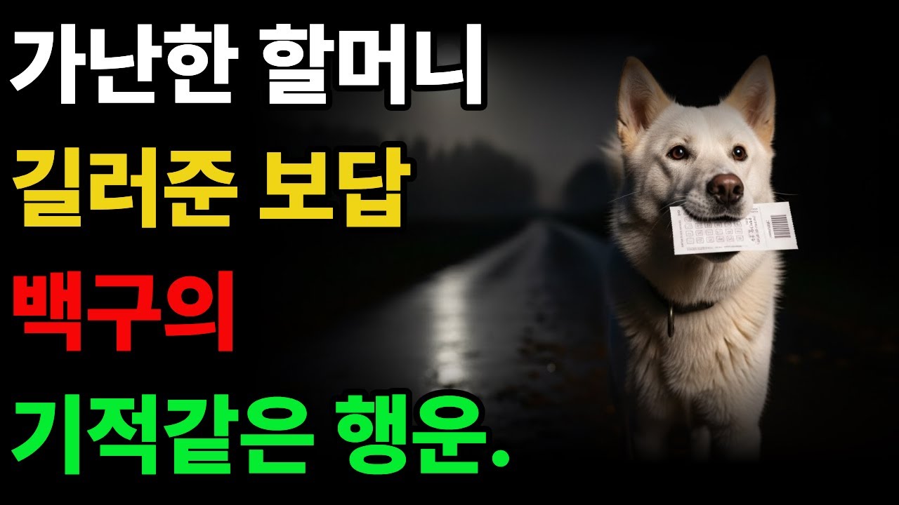 가난한 할머니, 길러준 보답으로 백구의 행운의 선물은  #감동사연 #백구 #황혼사연 #드라마 #사연 #황혼