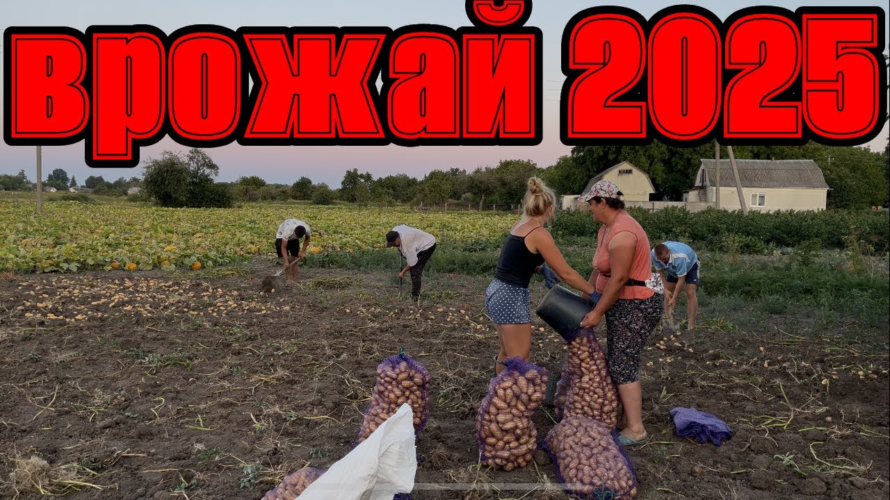 Врожай картоплі🥔 2025 | Як ми копаємо і скільки зібрали/Potato Harvest 2025