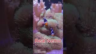 Amazing Nemo Fish in Sea Anemone 😍🐠 | نيمو الجميلة | #Shorts #Nemo #Fish