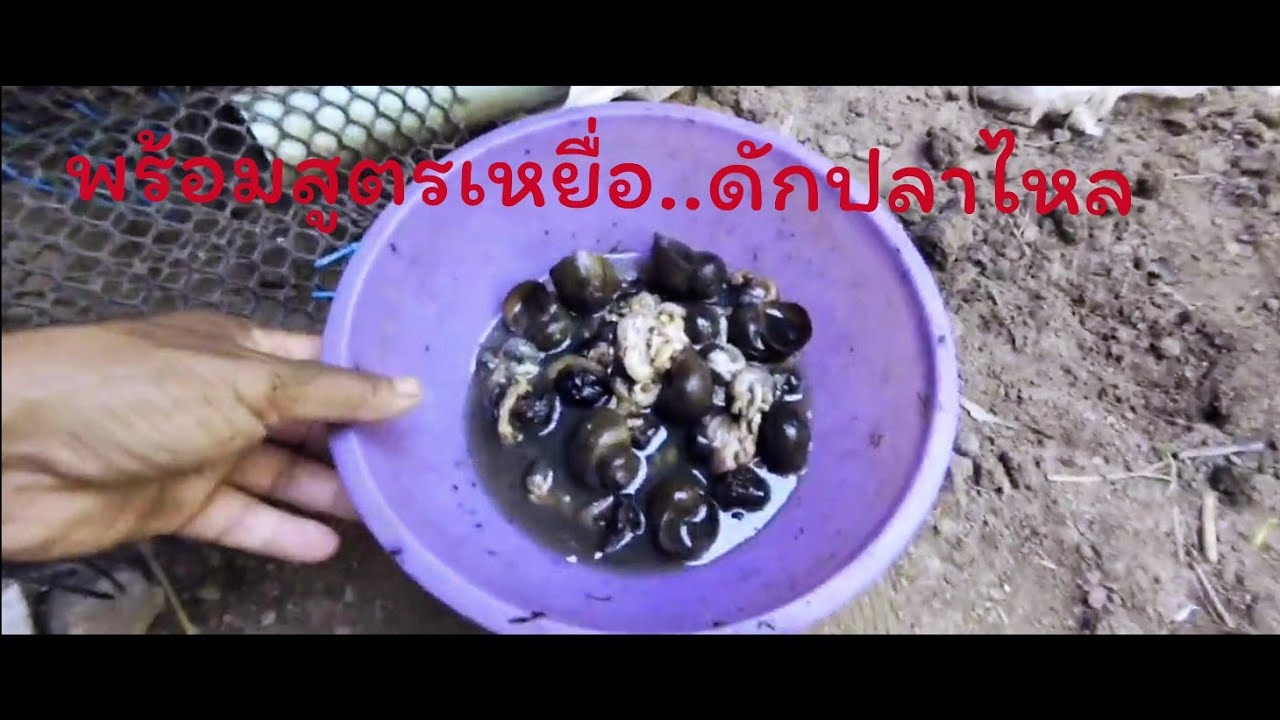 ดักปลาไหลนา..พร้อมสูตรเหยื่อ+และวิธีการใส่ ครับ..