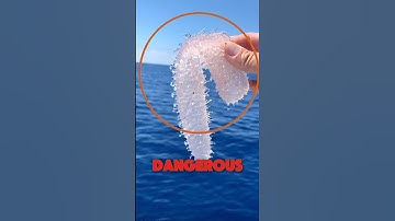 Most Dangerous Sea Creature 😱