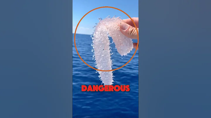 Most Dangerous Sea Creature 😱 thumbnail