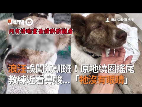 浪汪誤闖駕訓班！原地繞圈搖尾 教練近看鼻酸...「牠沒有眼睛」