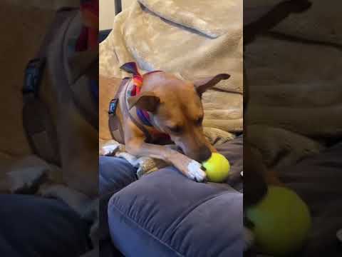 Video: Omul onorează câinele târziu prin trimiterea de mingi de tenis proprietarilor de câini din întreaga lume