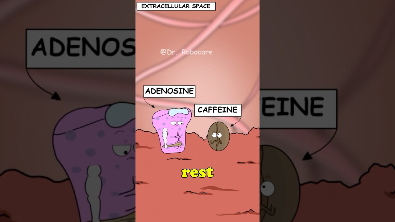 Why Exactly Caffeine Stops Working After a While