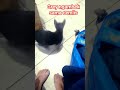 Grey ngambek sama cemlis #cat #catlover #videoshort