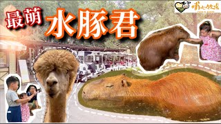 水豚君萌翻啦｜埔心牧場 暖暮萌萌村｜和羊駝、梅花鹿近距離接觸｜［賴媽］ Vlog #39