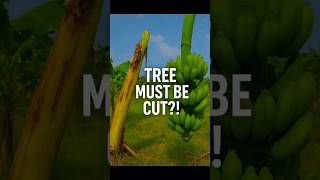 A banana tree gives fruit only once, then it’s cut down 🌱 #ziranscience