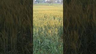 krishi status video #status #shortvideo #trending