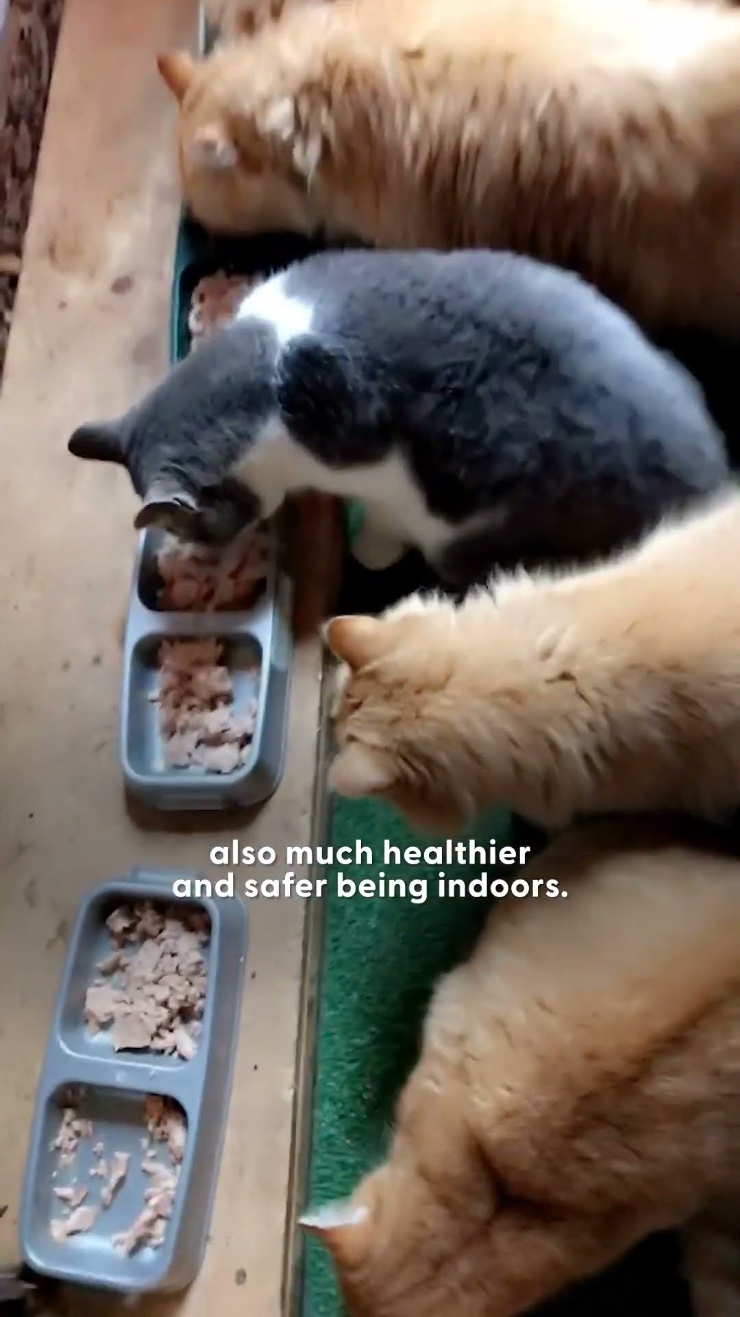 Couple Invites Over 15 Feral Cats To Move In With Them | The Dodo