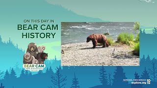 On This Day In Bear Cam History | Will 469 Patches Recover?