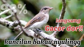 Kancilan bakau gacor full masteran!! || Cocok buat masteran.