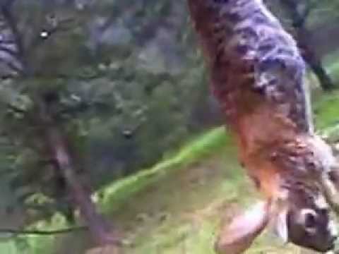 Rabbit Kill Daisy Powerline 880 Warning Contains Hunting Youtube